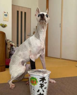 Illustration de l'article : 20 chiens aveugles qui profitent pleinement de la vie et savent être heureux malgré leur handicap