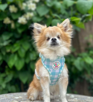 Illustration de l'article : 20 chiens aveugles qui profitent pleinement de la vie et savent être heureux malgré leur handicap