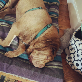 Illustration de l'article : 20 chiens aveugles qui profitent pleinement de la vie et savent être heureux malgré leur handicap