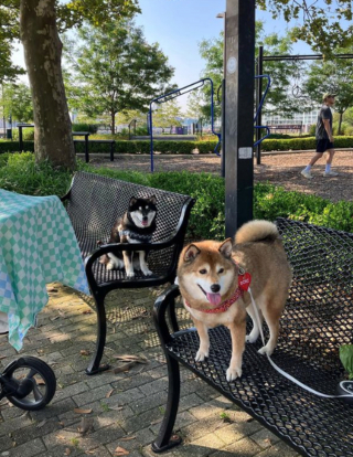 Illustration de l'article : 20 chiens aveugles qui profitent pleinement de la vie et savent être heureux malgré leur handicap