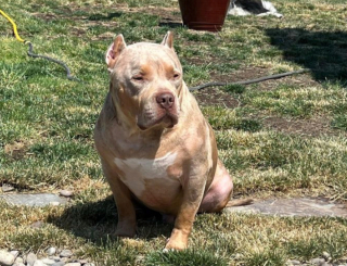 Illustration de l'article : 20 chiens aveugles qui profitent pleinement de la vie et savent être heureux malgré leur handicap