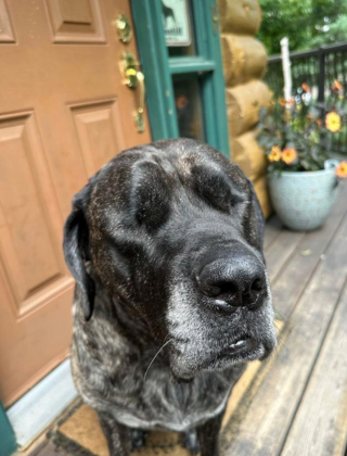 Illustration de l'article : 20 chiens aveugles qui profitent pleinement de la vie et savent être heureux malgré leur handicap