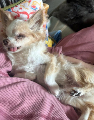 Illustration de l'article : 20 chiens aveugles qui profitent pleinement de la vie et savent être heureux malgré leur handicap