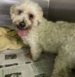 Illustration de l'article : 20 chiens aveugles qui profitent pleinement de la vie et savent être heureux malgré leur handicap