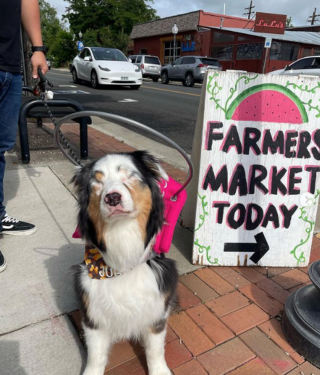 Illustration de l'article : 20 chiens aveugles qui profitent pleinement de la vie et savent être heureux malgré leur handicap
