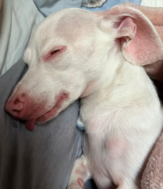 Illustration de l'article : 20 chiens aveugles qui profitent pleinement de la vie et savent être heureux malgré leur handicap