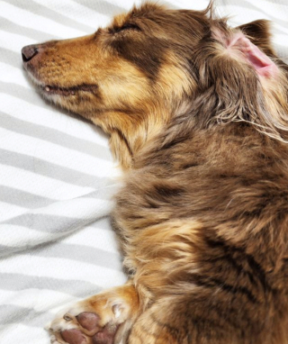 Illustration de l'article : 20 chiens aveugles qui profitent pleinement de la vie et savent être heureux malgré leur handicap