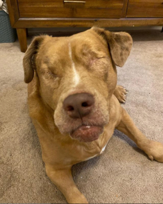 Illustration de l'article : 20 chiens aveugles qui profitent pleinement de la vie et savent être heureux malgré leur handicap