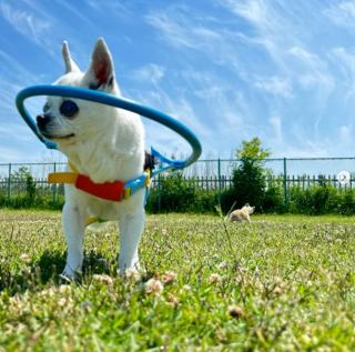 Illustration de l'article : 20 chiens aveugles qui profitent pleinement de la vie et savent être heureux malgré leur handicap