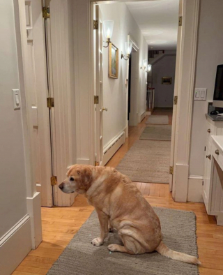 Illustration de l'article : 20 chiens aveugles qui profitent pleinement de la vie et savent être heureux malgré leur handicap