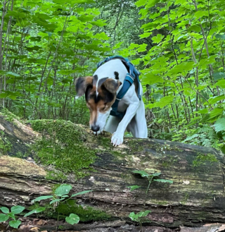 Illustration de l'article : 20 chiens aveugles qui profitent pleinement de la vie et savent être heureux malgré leur handicap