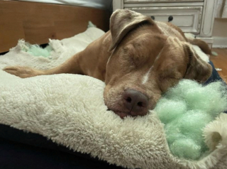 Illustration de l'article : 20 chiens aveugles qui profitent pleinement de la vie et savent être heureux malgré leur handicap