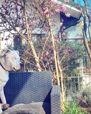 Illustration de l'article : 20 chiens aveugles qui profitent pleinement de la vie et savent être heureux malgré leur handicap