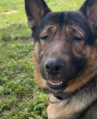 Illustration de l'article : 20 chiens aveugles qui profitent pleinement de la vie et savent être heureux malgré leur handicap