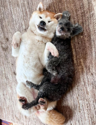 Illustration de l'article : 20 chiens aveugles qui profitent pleinement de la vie et savent être heureux malgré leur handicap