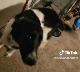 Illustration de l'article : Découvrez comment cette adorable boule de poils blancs et noirs a conquis des millions d'internautes avec son dégoût pour la pluie