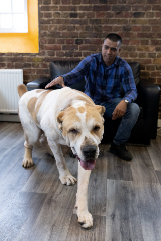 Illustration de l'article : Le défi quotidien d'accueillir Kenzo, un Berger d'Asie Centrale hors normes chez soi