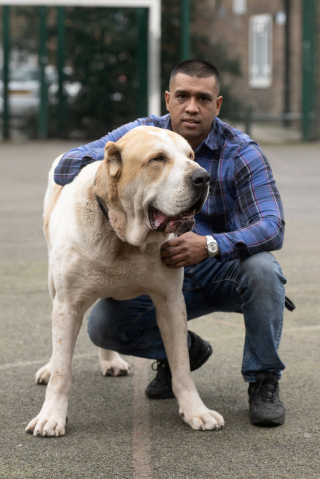 Illustration de l'article : Le défi quotidien d'accueillir Kenzo, un Berger d'Asie Centrale hors normes chez soi