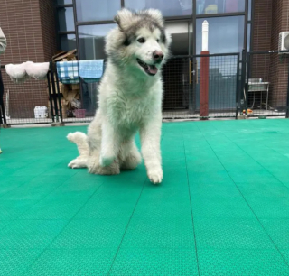 Illustration de l'article : Ce refuge intervient pour tenter de sauver 22 chiens du commerce de la viande en Chine