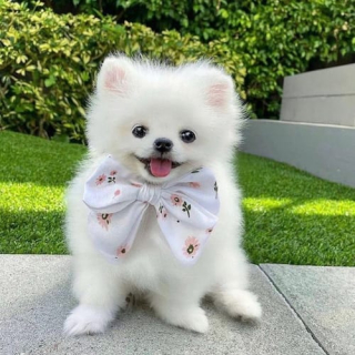 Illustration de l'article : 6 conseils pour aider votre chien à exploiter pleinement ses compétences intellectuelles