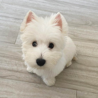 Illustration de l'article : 6 conseils pour aider votre chien à exploiter pleinement ses compétences intellectuelles