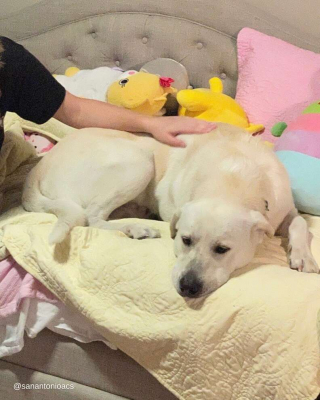 Illustration de l'article : La course contre la montre pour libérer Lucky, un Labrador Retriever pris au piège sur une voie ferrée