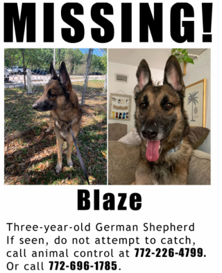 Illustration de l'article : L'épopée du berger allemand Blaze : des mois de fuite avant une adoption réussie