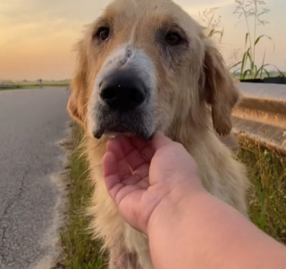 Illustration de l'article : Une mère sauve un chien errant malade et lui offre une nouvelle vie