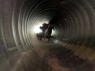 Illustration de l'article : Ces ouvriers vont de surprise en surprise en découvrant un chien sur leur chantier 