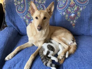 Illustration de l'article : 17 photos immortalisant avec tendresse l'amitié entre chiens et chats