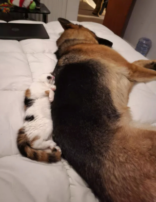 Illustration de l'article : 17 photos immortalisant avec tendresse l'amitié entre chiens et chats