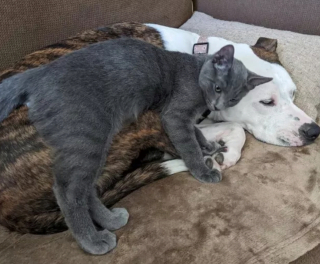 Illustration de l'article : 17 photos immortalisant avec tendresse l'amitié entre chiens et chats