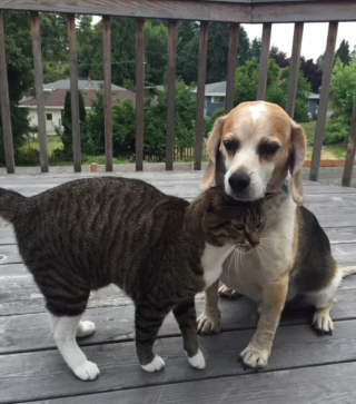 Illustration de l'article : 17 photos immortalisant avec tendresse l'amitié entre chiens et chats