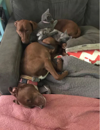 Illustration de l'article : 17 photos immortalisant avec tendresse l'amitié entre chiens et chats