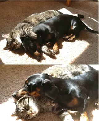 Illustration de l'article : 17 photos immortalisant avec tendresse l'amitié entre chiens et chats