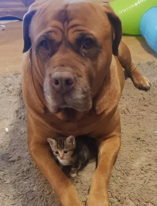 Illustration de l'article : 17 photos immortalisant avec tendresse l'amitié entre chiens et chats