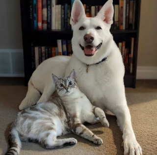 Illustration de l'article : 17 photos immortalisant avec tendresse l'amitié entre chiens et chats