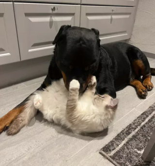 Illustration de l'article : 17 photos immortalisant avec tendresse l'amitié entre chiens et chats