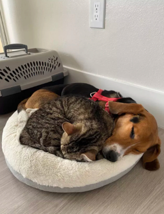 Illustration de l'article : 17 photos immortalisant avec tendresse l'amitié entre chiens et chats