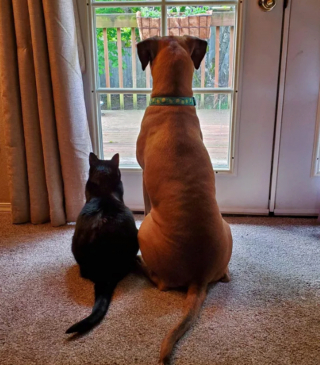 Illustration de l'article : 17 photos immortalisant avec tendresse l'amitié entre chiens et chats