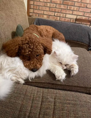 Illustration de l'article : 17 photos immortalisant avec tendresse l'amitié entre chiens et chats