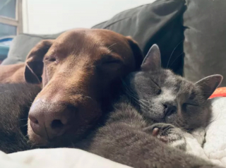 Illustration de l'article : 17 photos immortalisant avec tendresse l'amitié entre chiens et chats
