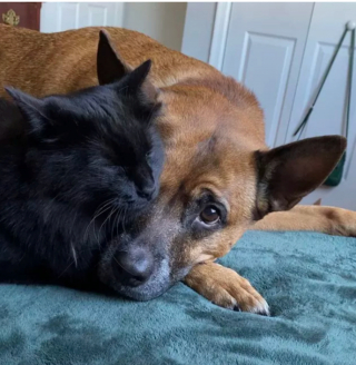 Illustration de l'article : 17 photos immortalisant avec tendresse l'amitié entre chiens et chats