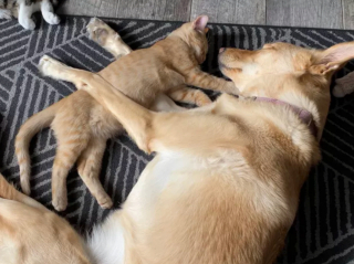 Illustration de l'article : 17 photos immortalisant avec tendresse l'amitié entre chiens et chats