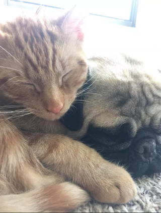 Illustration de l'article : 17 photos immortalisant avec tendresse l'amitié entre chiens et chats