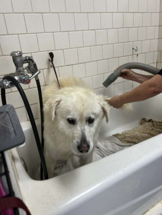 Illustration de l'article : L'histoire touchante d'Hercule, un chien abandonné à un poteau de boîte aux lettres