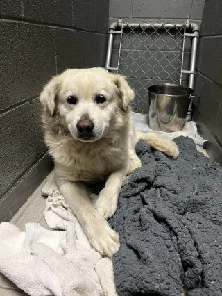 Illustration de l'article : L'histoire touchante d'Hercule, un chien abandonné à un poteau de boîte aux lettres