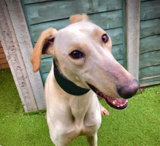 Illustration de l'article : Les bénévoles d’une association tentent de venir en aide à Soldier, un chien Lurcher, retrouvé émacié et blessé