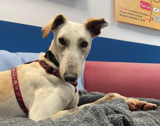 Illustration de l'article : Les bénévoles d’une association tentent de venir en aide à Soldier, un chien Lurcher, retrouvé émacié et blessé