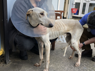 Illustration de l'article : Les bénévoles d’une association tentent de venir en aide à Soldier, un chien Lurcher, retrouvé émacié et blessé